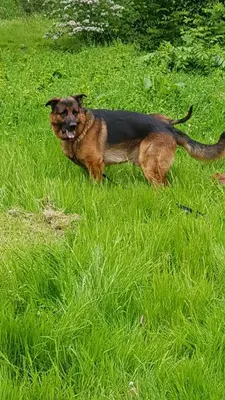 a brown and black dog running in the grass at Mi BnB Amsterdam in Amsterdam