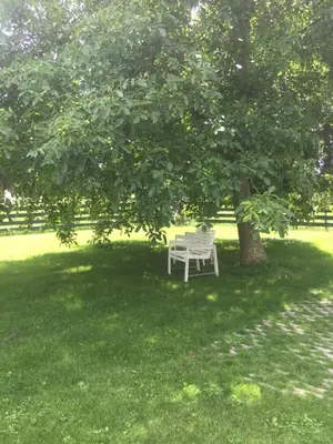a white bench sitting under a tree in a field at Lekerweg 32 in Wijdenes