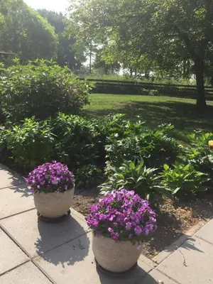 two pots of purple flowers in a park at Lekerweg 32 in Wijdenes