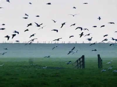 a flock of birds flying over a field at Lekerweg 32 in Wijdenes