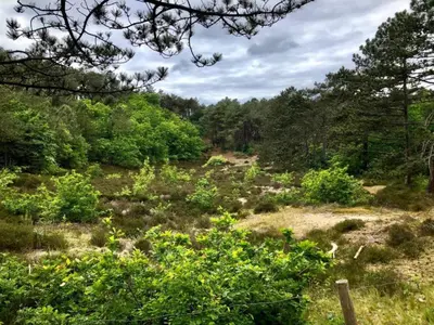 a field with trees and grass and bushes at Apartment in Schoorl near Dunes in Schoorl