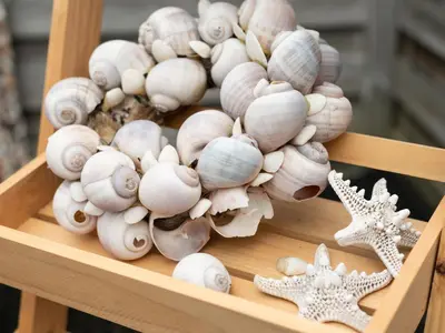 a wooden tray filled with shells and starfish at Apartment in Schoorl near Dunes in Schoorl