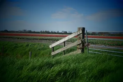 a wooden fence in the middle of a field of flowers at Molenzicht in Sint Maarten