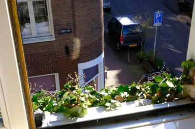 a window with a bunch of plants on a window sill at Studio Eelhouse in Amsterdam
