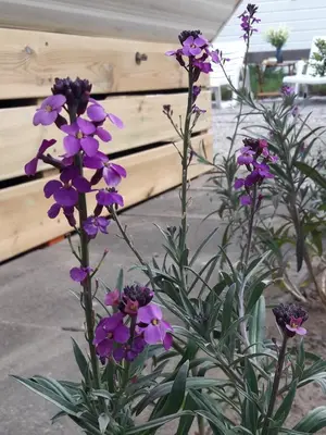 a bunch of purple flowers in front of a bench at Chalet Dalile IJmuiden aan Zee vlakbij het strand in IJmuiden