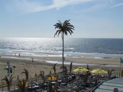 a view of a beach with a palm tree and the ocean at Amsterdam Beach Apartment in Zandvoort