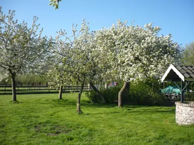 a group of trees with white flowers in a field at Shepherds House B&B in Limmen