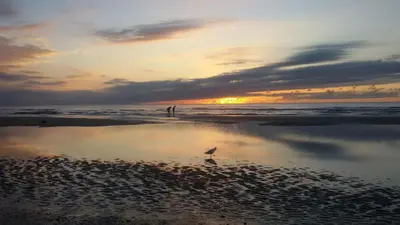 a bird walking on the beach at sunset at Joy in Egmond-Binnen