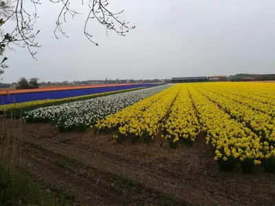 a large field of yellow and white tulips at Joy in Egmond-Binnen