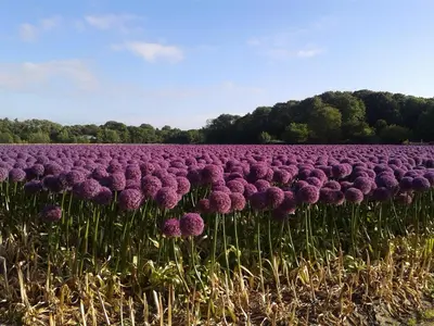 a large field of purple flowers in a field at Joy in Egmond-Binnen
