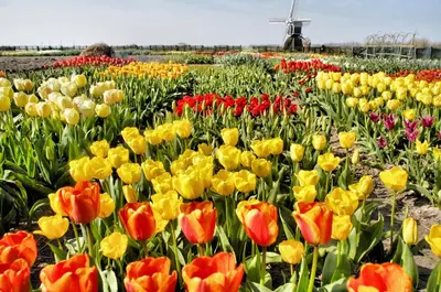 a field of tulips with a windmill in the background at Noordwijk Holiday Rentals in Noordwijk