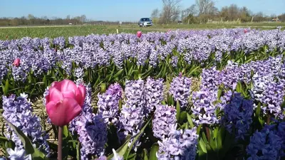 a pink tulip in a field of purple flowers at Rembrandt Square Boat in Amsterdam