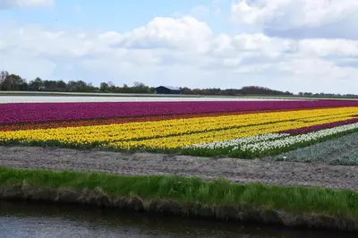 a field of colorful tulips next to a river at Hotel / Pension Villa Tanahlot in Zandvoort