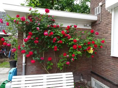 a white bench in front of a wall with red roses at Xaviera's Bed and Breakfast in Amsterdam