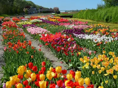 a field of colorful tulips in a garden at Bungalow in Noordwijk near Lake & Beach in Noordwijkerhout