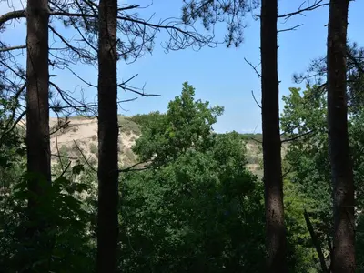 a view through the trees on the trail at Bungalow in Noordwijk near Lake & Beach in Noordwijkerhout