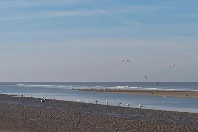 a group of birds standing on the beach at Liv Inn Hillegom in Hillegom