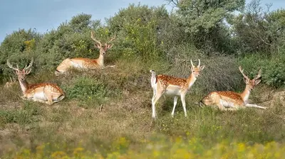 a group of deer laying down in a field at Liv Inn Hillegom in Hillegom