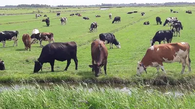 a herd of cows grazing in a grassy field at Noord-Hollands Hof Dream in Spijkerboor