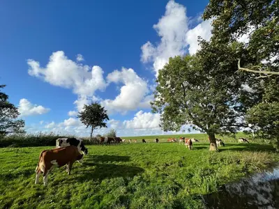 a herd of cows grazing in a grassy field at FortEdam in Edam