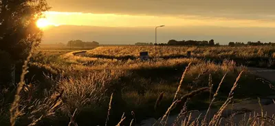 a field of tall grass with the sunset in the background at FortEdam in Edam