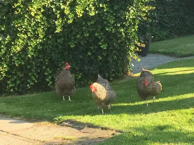 a group of three chickens standing in the grass at Appartement Zandwerven 23 in Spanbroek