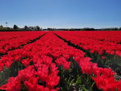 a field of red tulips in a field at Zeesterflat 117 in Egmond aan Zee