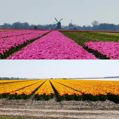 a field of flowers with a windmill in the background at Bed & Breakfast Prins Hendrik (Zuidschermer) in Zuidschermer