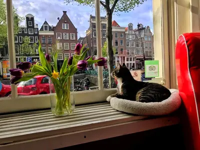 a cat sitting in a cat bed on a window sill at Tulip of Amsterdam in Amsterdam