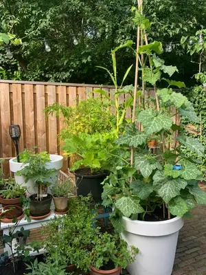 a group of plants in pots in a garden at Bed & Breakfast Jo Amsterdam in Amsterdam