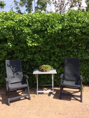 two chairs and a table in front of a hedge at De Slotruine in Egmond aan den Hoef