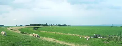 a herd of sheep grazing in a green field at Edam, Garden Room with private entrance and rural view in Edam