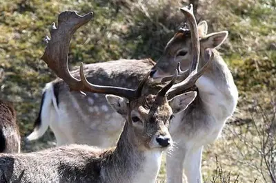 a group of deer with antlers in a field at Studio Zandvoort in Zandvoort
