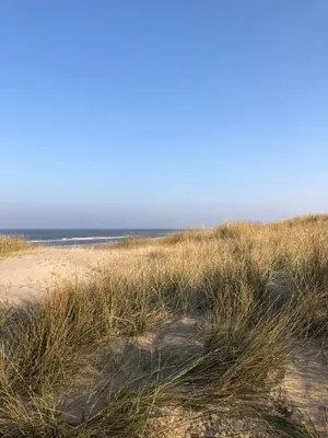 a beach with tall grass and the ocean in the background at ECHT-Bergen in Bergen
