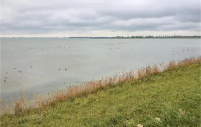 a flock of birds swimming in the water at Het Vissershuisje in Wijdenes