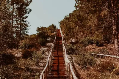 a wooden trail in the middle of a forest at Dutchen Vakantiepark Duynvoet in Schoorl