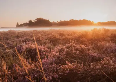 a field with grass and purple flowers in the sunset at Dutchen Vakantiepark Duynvoet in Schoorl