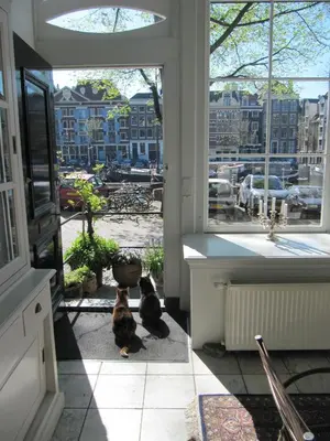 two dogs sitting in a room looking out the window at Kalkmarkt Suites in Amsterdam
