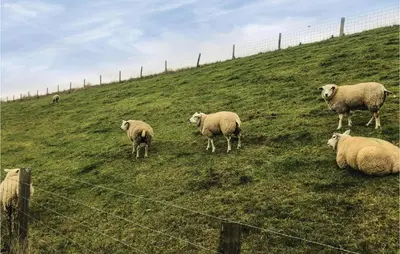 a herd of sheep standing on a grassy hill at Hoeve Alegria in Hoogwoud