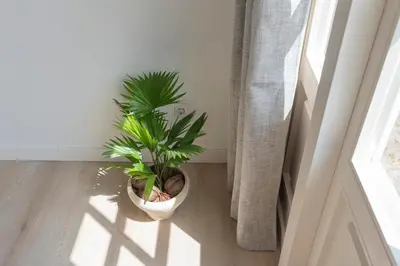 two plants sitting on the floor next to a window at Flamingo Beach Apartments in Zandvoort