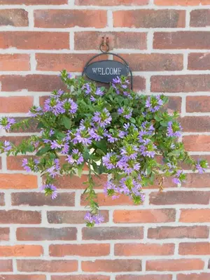 a basket of purple flowers hanging on a brick wall at Pension Sissi in Zandvoort