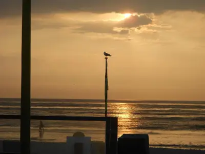 a bird sitting on top of a pole on the beach at Pension Sissi in Zandvoort