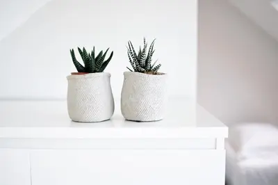 two white vases with plants on a white table at Beachhouse Bosweg in Noordwijk aan Zee