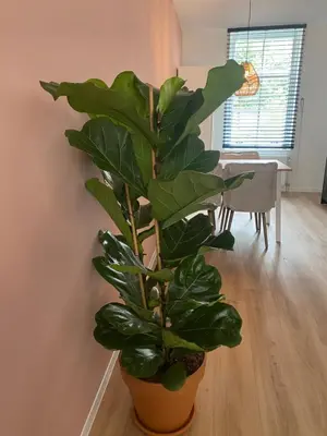 a large green plant in a room with a table at Hotel 't Fnidsen in Alkmaar
