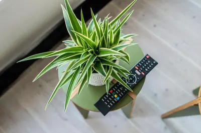 a plant in a pot next to two remote controls at Prinsengracht Canal Studios in Amsterdam