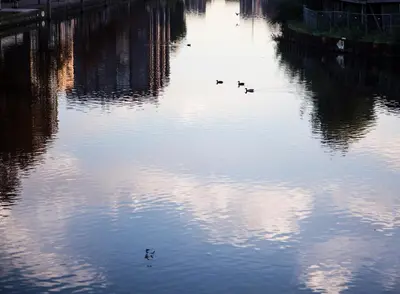 three ducks swimming in a body of water at SWEETS - Beltbrug in Amsterdam