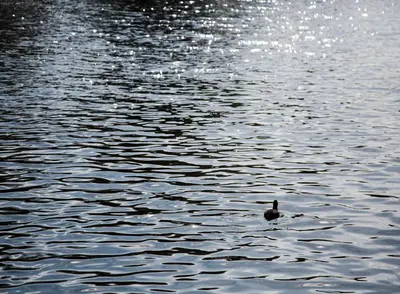 a duck swimming on a body of water at SWEETS - Kinkerbrug in Amsterdam