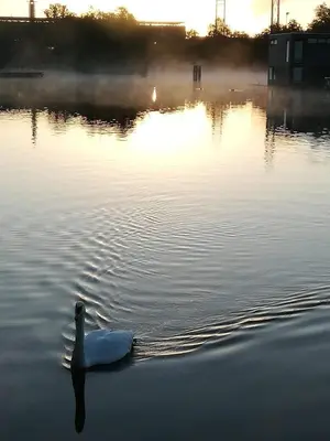 a swan swimming in the water at sunset at Houseboat Studio Sooki in Amsterdam