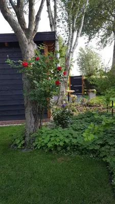 a tree with red roses on it next to a house at Chalet in Castricum