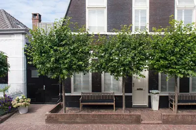 two trees in front of a house with two benches at Zandvoort Studio in Zandvoort